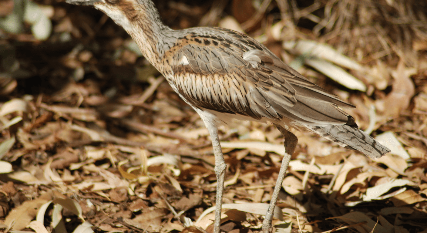 Alice Springs Desert Park: The Red Centre's Wildlife, Made Easy