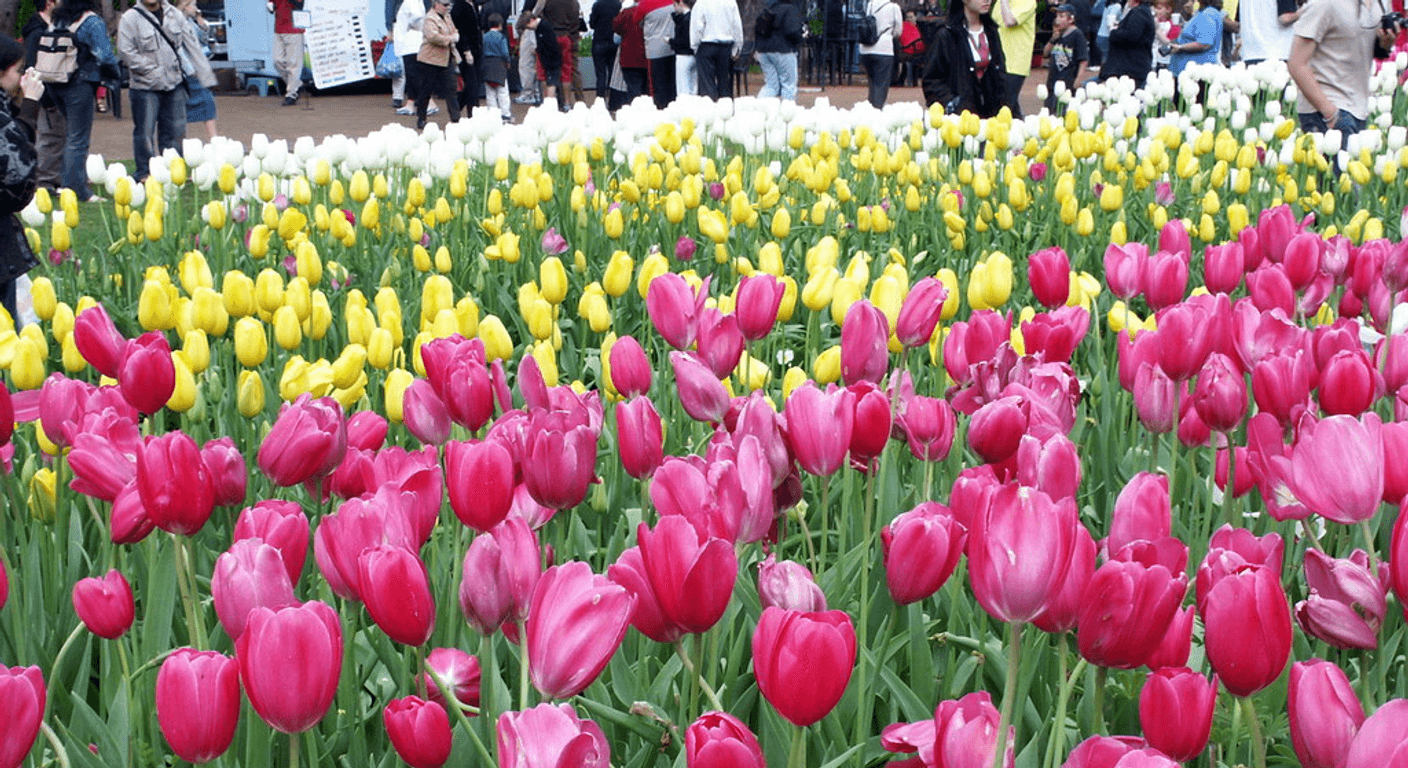 Araluen Botanic Park, Roleystone: Perth's Tulip Valley Day Out for Over-50s