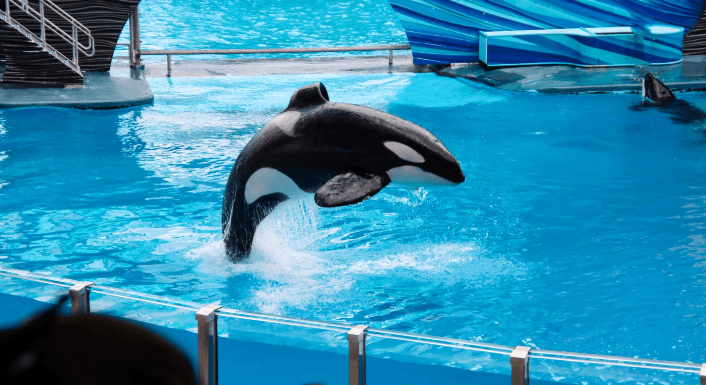 Bremer Bay Orcas: Australia's Killer Whale Season for Over-50s