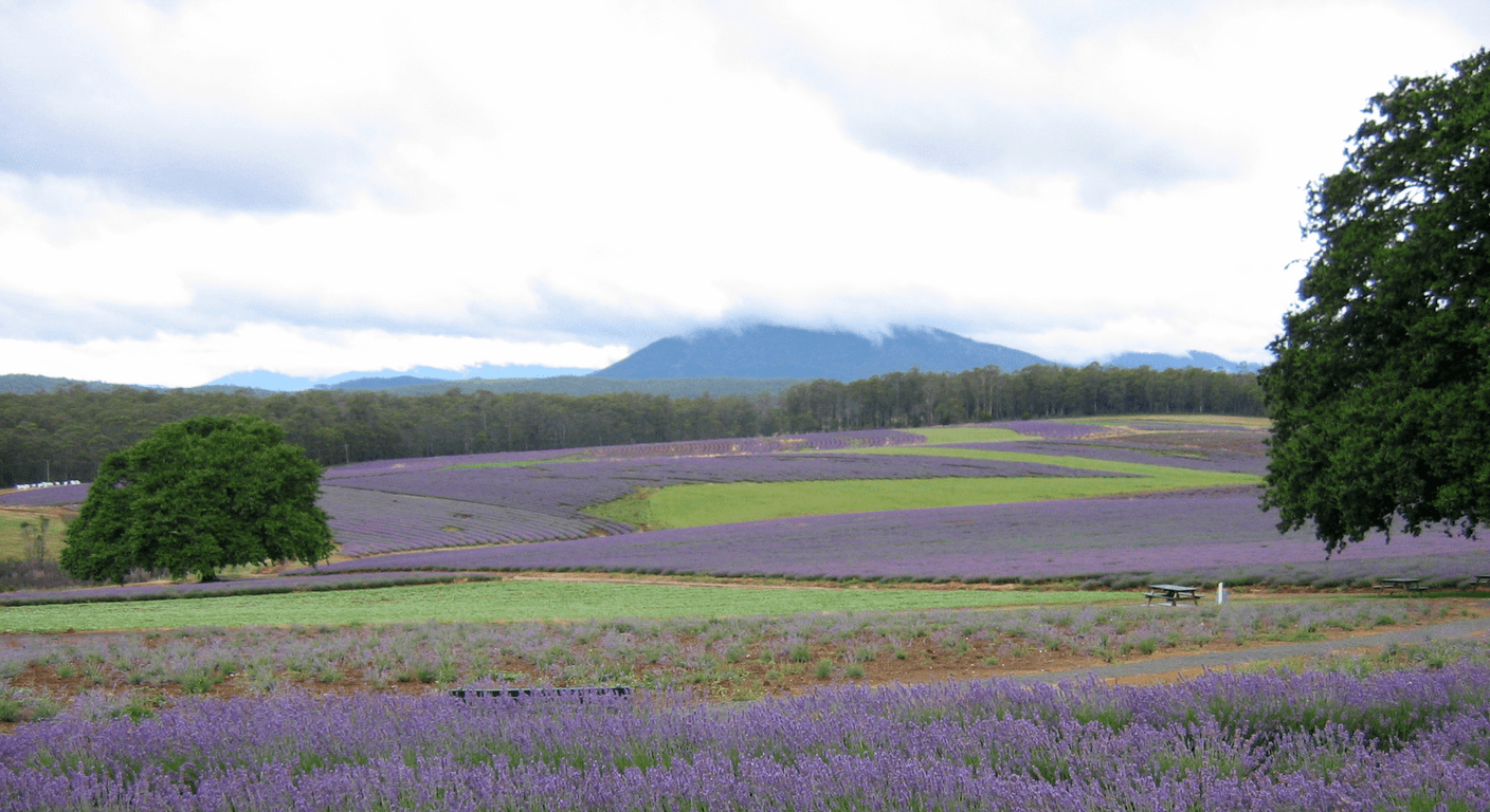 Bridestowe Lavender Estate: Nabowla's Purple Rows in Full Bloom