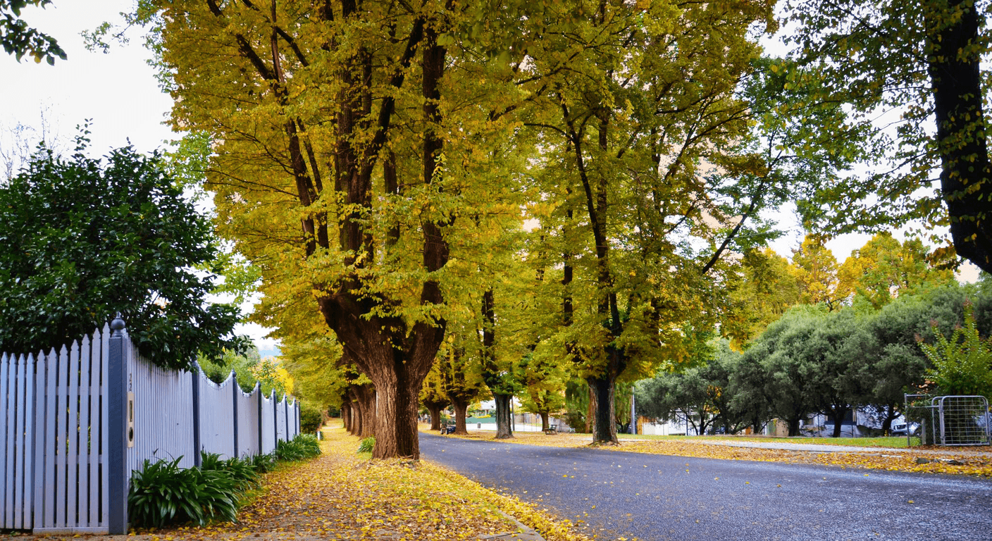 Bright in Autumn: Victoria's Alpine Colour Day
