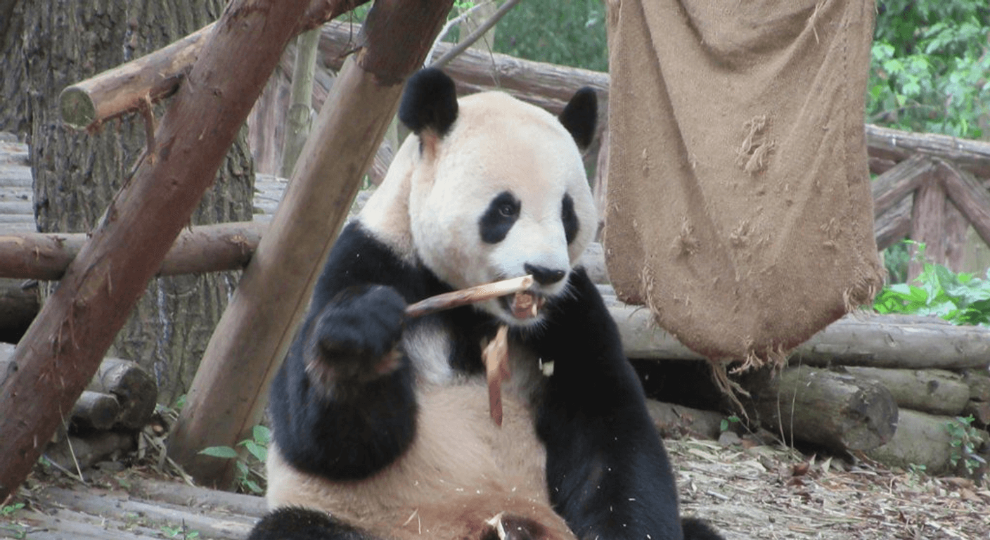 Chengdu's Giant Pandas: A Gentle Morning at the Research Base