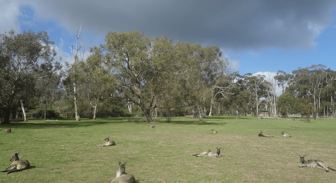 Cleland Wildlife Park: Koalas and Kangaroos in the Adelaide Hills for Over-50s