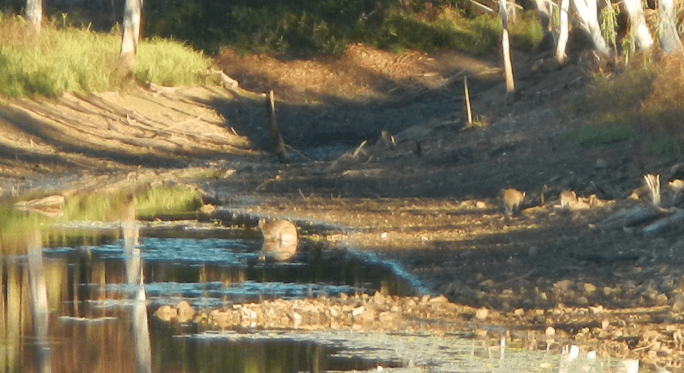 Cobbold Gorge: Silent Boats and a Glass Bridge in the Gulf Savannah