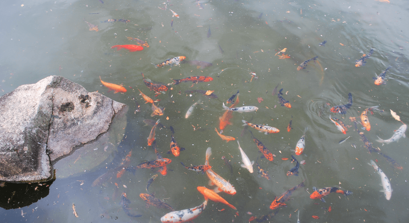 Cowra Japanese Garden: A Peaceful Central West Day Trip