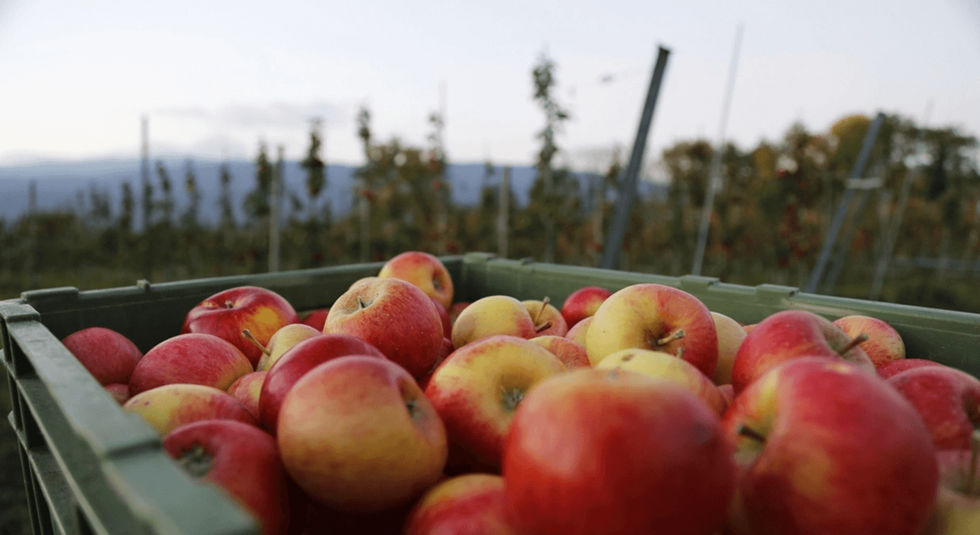 Donnybrook Apple Country: Orchard Stalls and Cider Stops for Over-50s