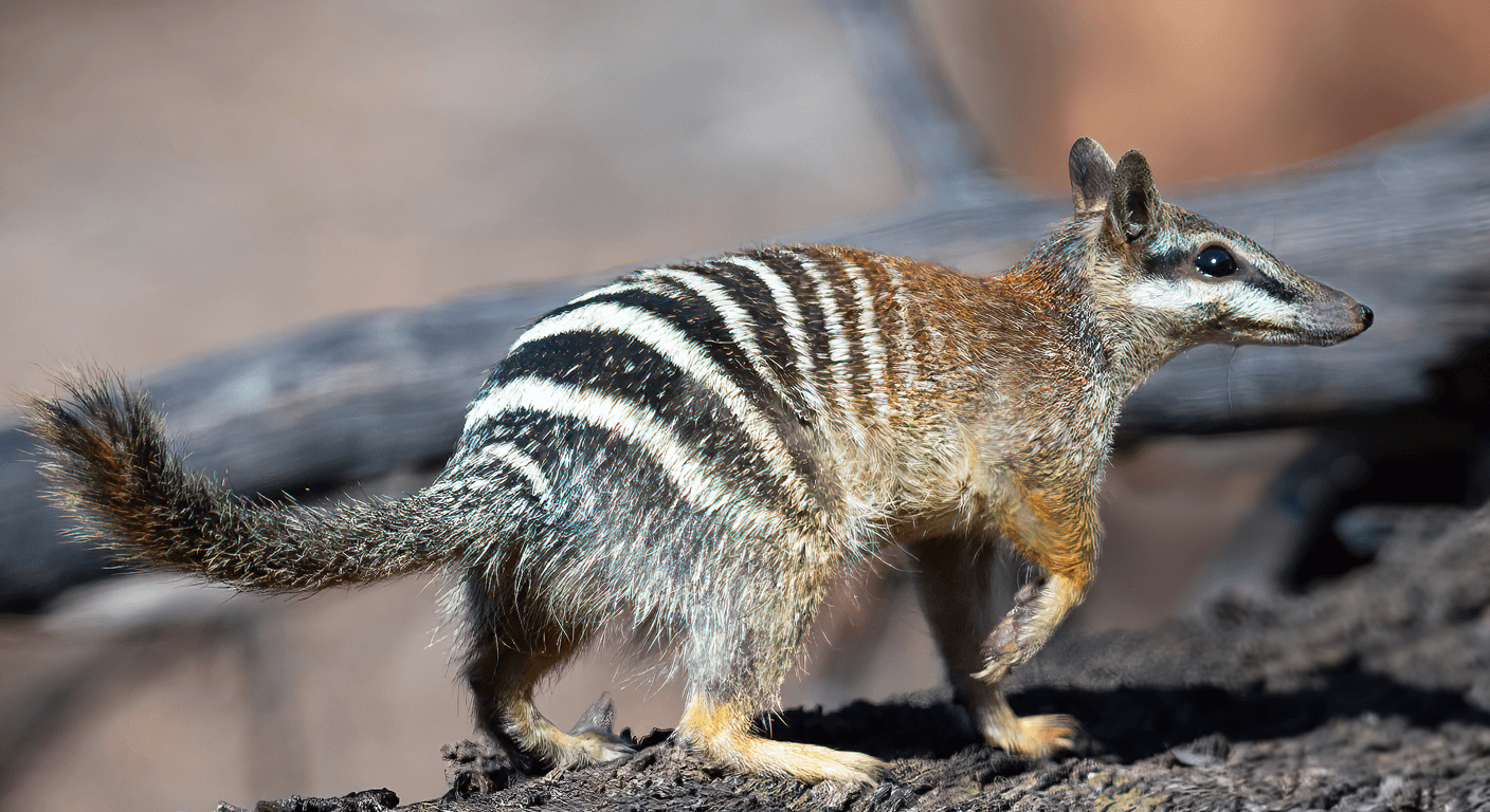Dryandra Woodland: Numbats and Nightlife in the Wheatbelt for Over-50s