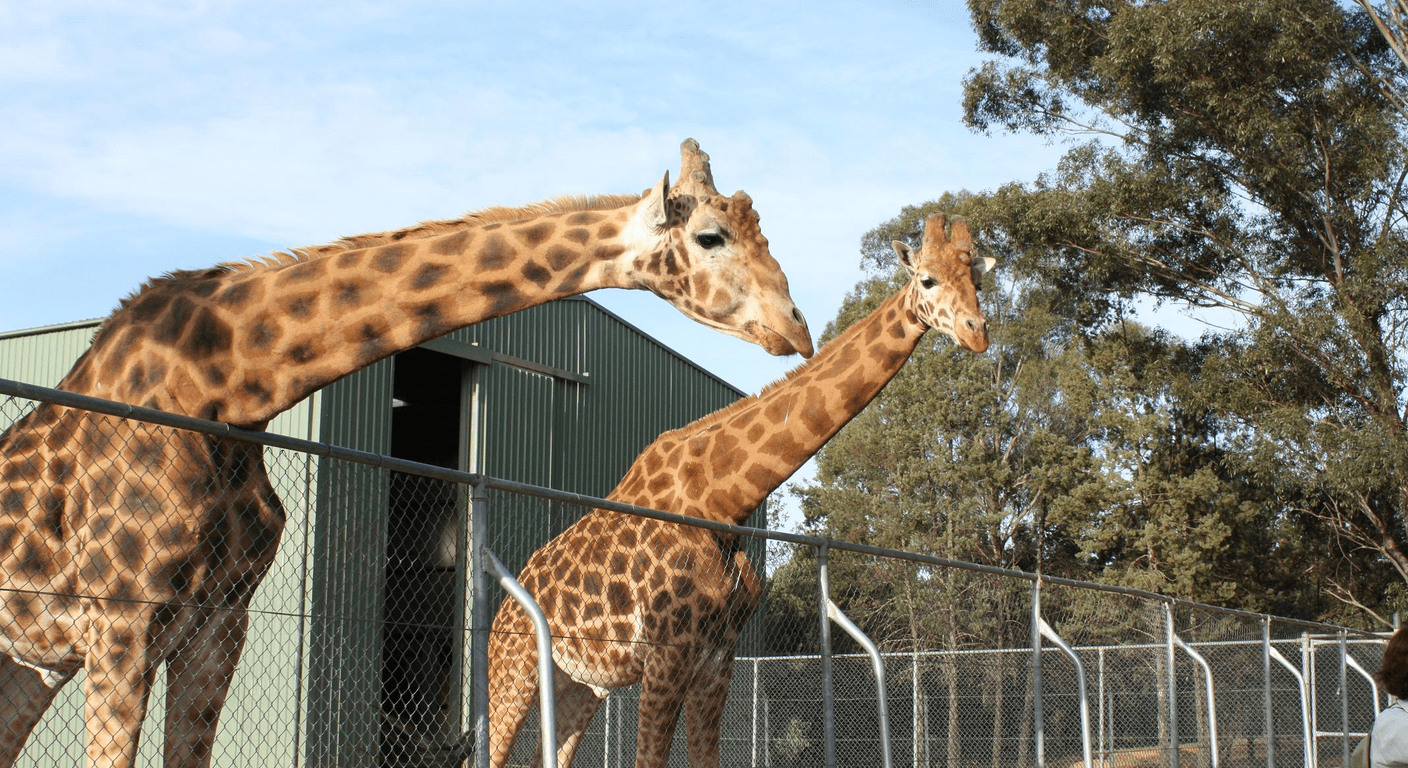 Dubbo and Parkes: Safari Zoo Plus the Famous Dish