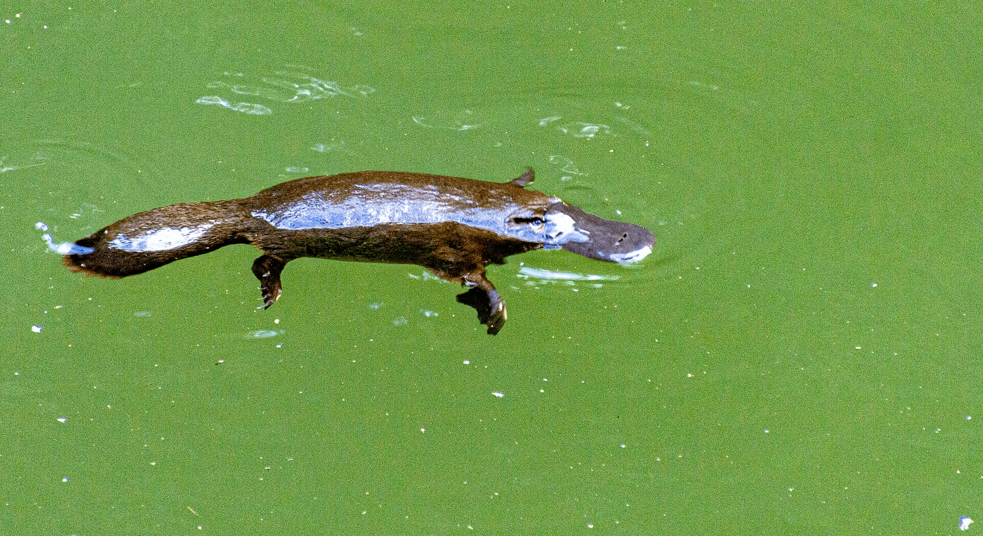 Eungella and Broken River: Queensland's Most Reliable Platypus Spotting