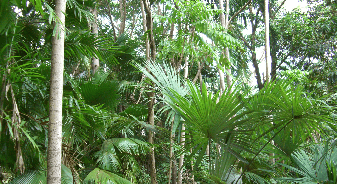 George Brown Darwin Botanic Gardens: Shade, Orchids and Sea Breezes