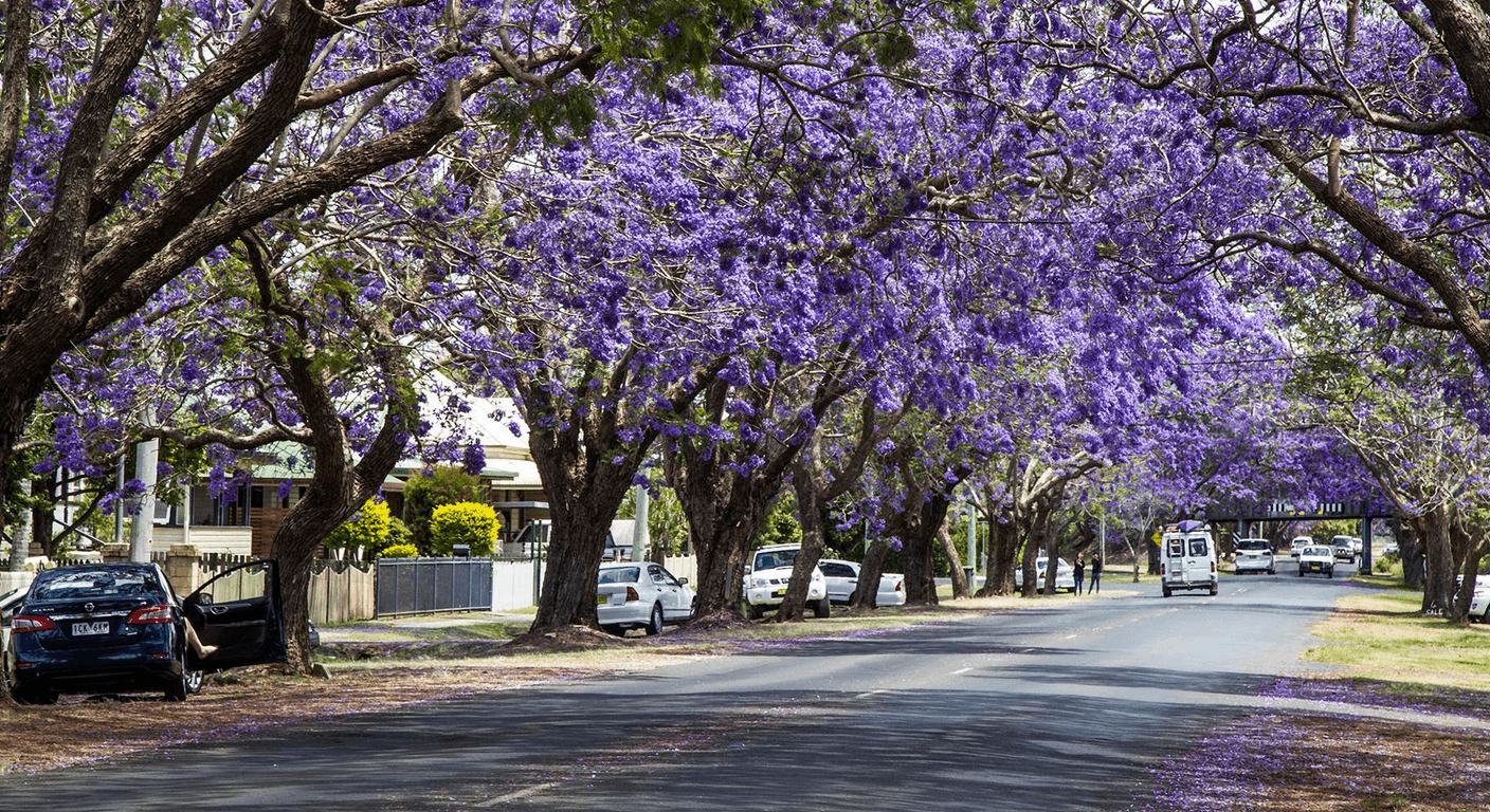 Grafton's Jacaranda Season: Purple Streets on the Clarence