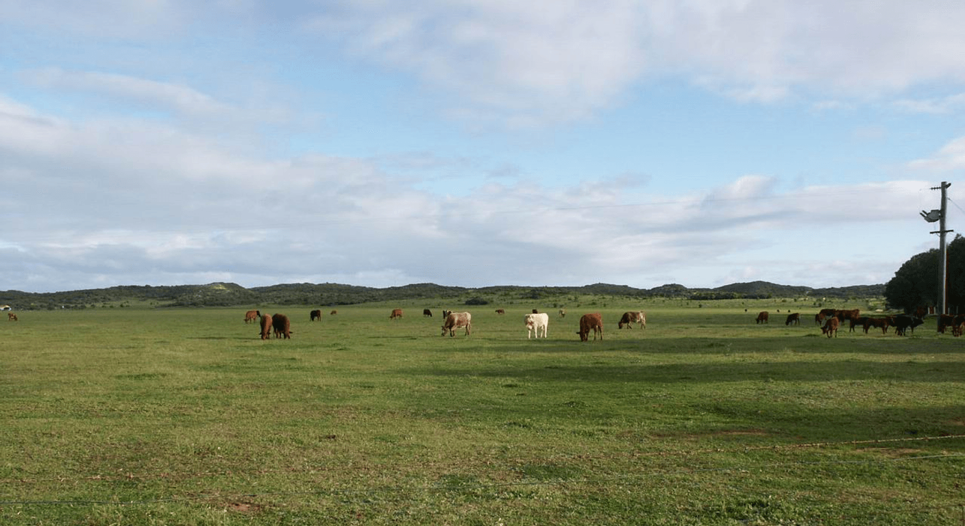Greenough Historic Hamlet: Leaning Trees, Convict-Era Sites