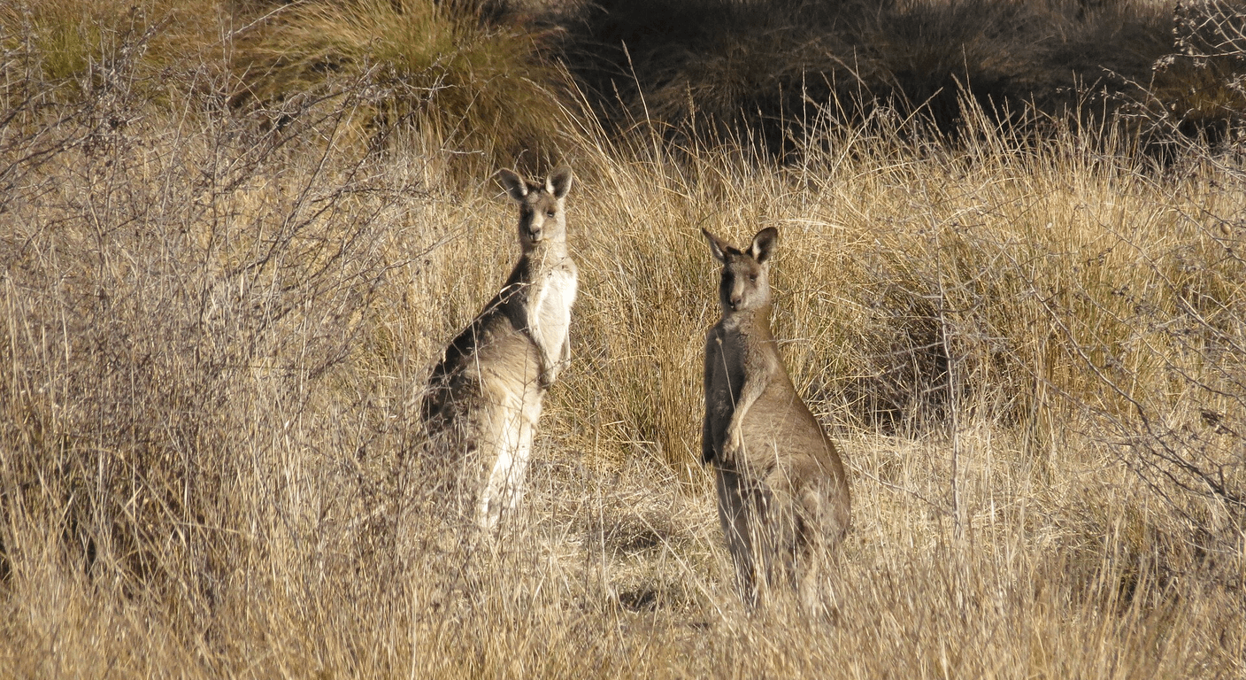 Healesville Sanctuary for Over-50s: A Slow Wildlife Day in the Yarra Valley