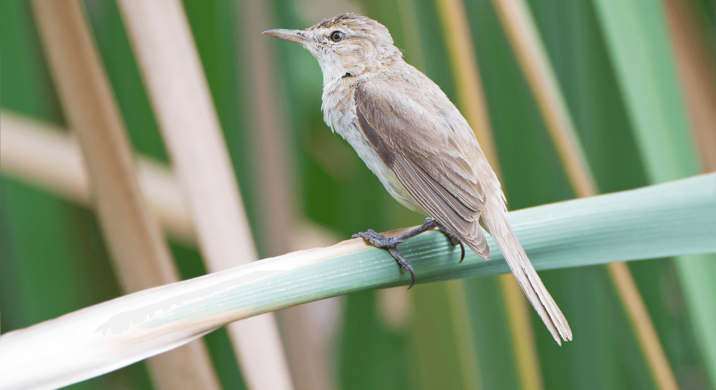 Jerrabomberra Wetlands: Bird Hides Ten Minutes from Parliament