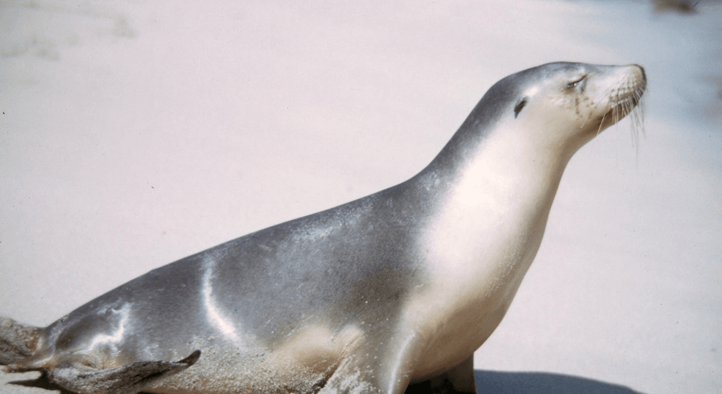 Jurien Bay: Sea Lions and a Calm Coral Coast Day for Over-50s