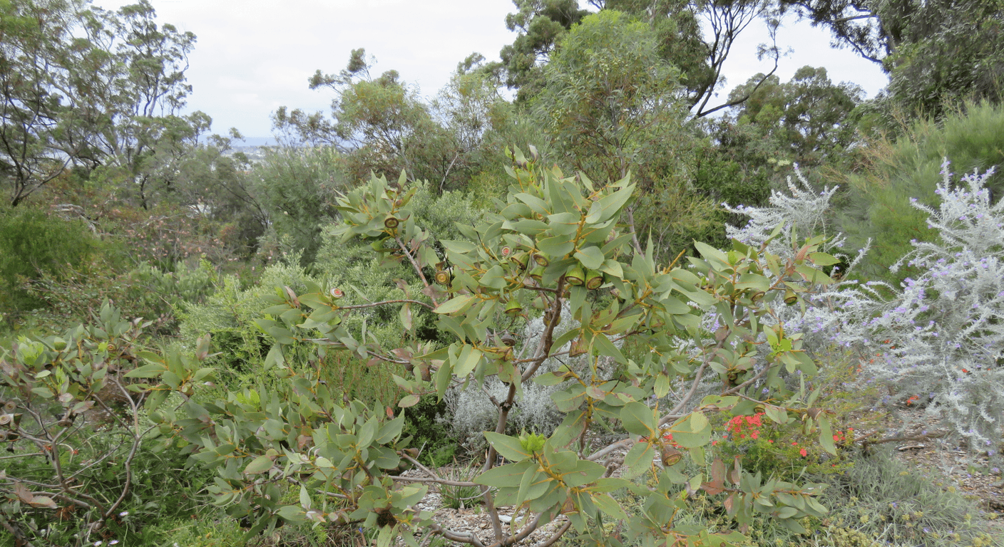 Kings Park in Spring: Free Wildflowers and Views Over Perth