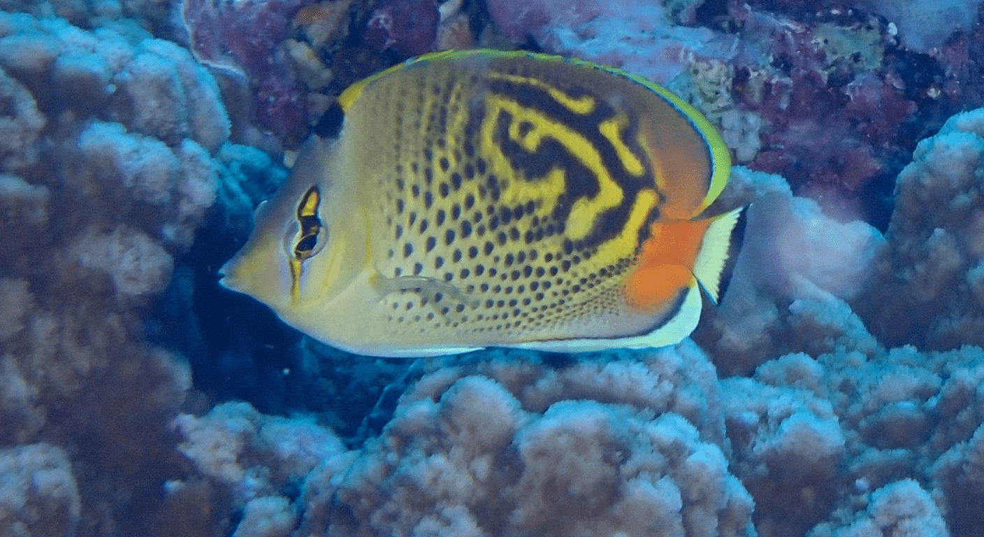 Lady Elliot Island: Manta Rays and an Eco Resort You Fly Into
