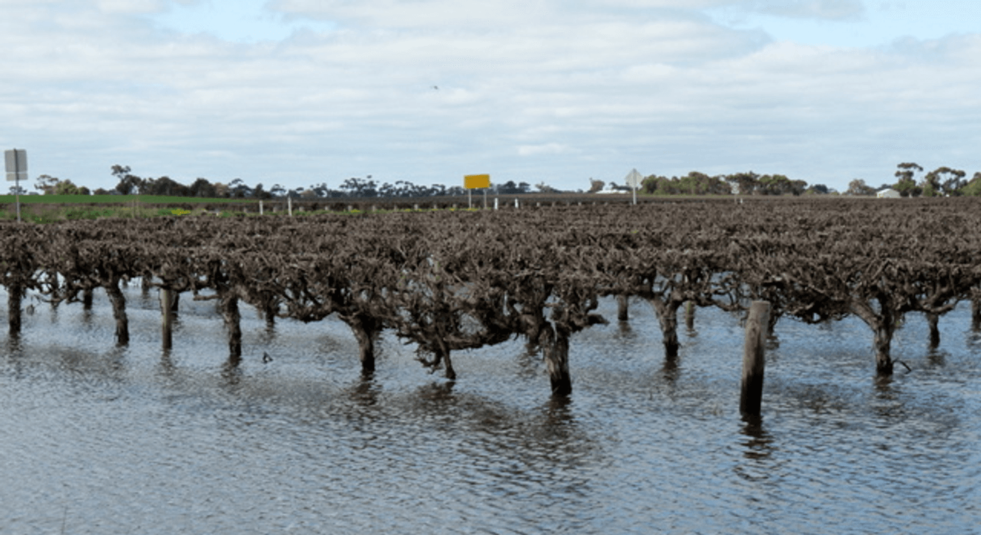 Langhorne Creek: The Underrated Wine Region an Hour from Adelaide