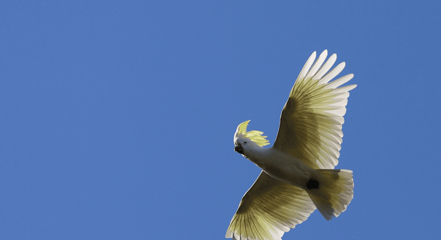 Macedon Ranges and Hanging Rock: A Short-Drive Nature Day