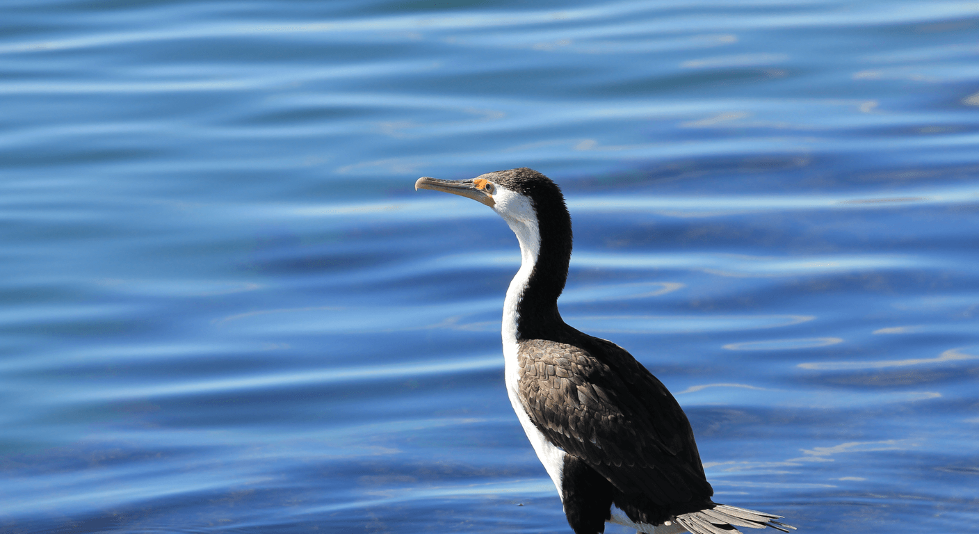 Mandurah: Dolphins, Canals and a Boardwalk Lunch
