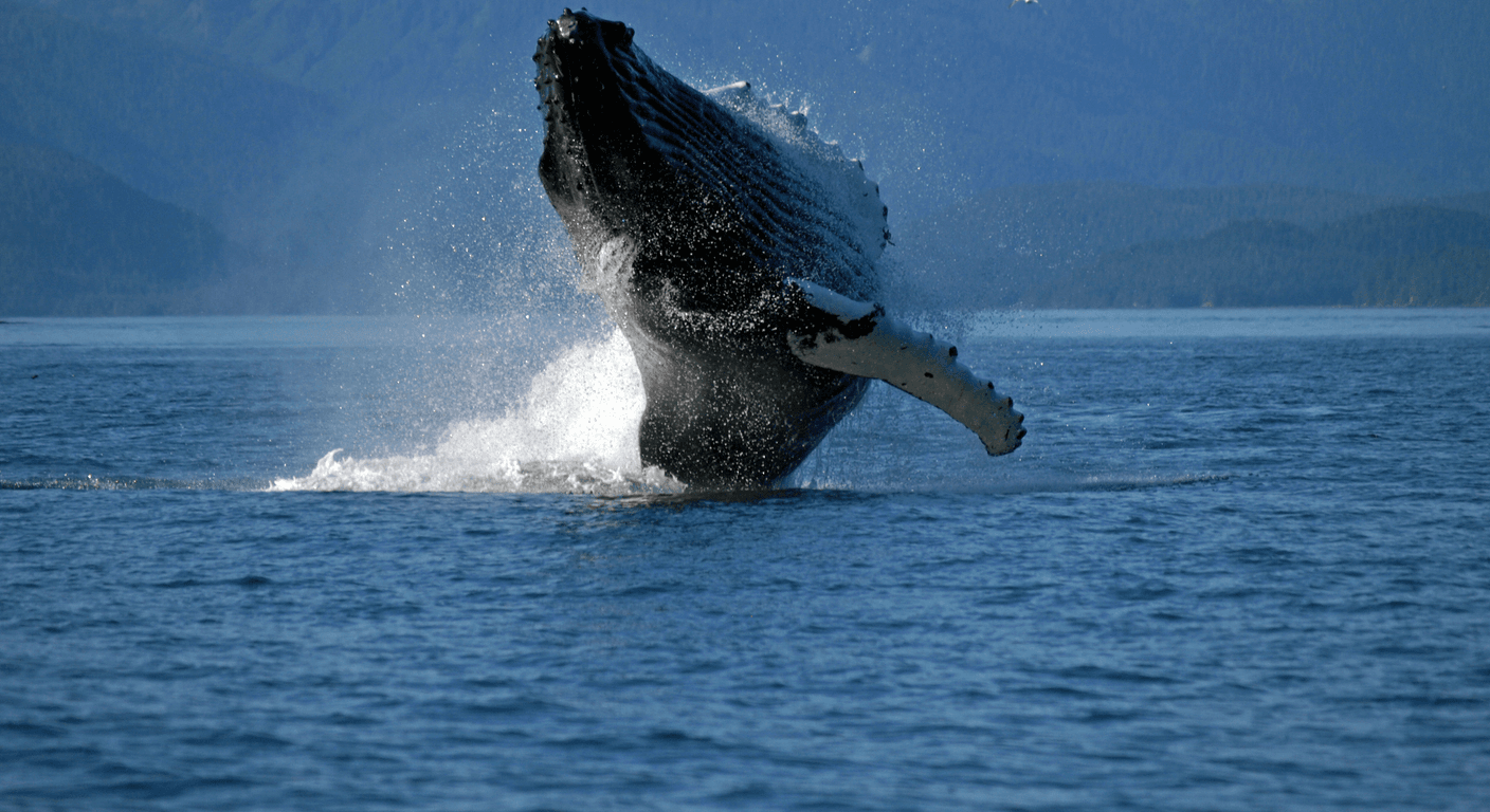 Merimbula and the Sapphire Coast in Whale Season