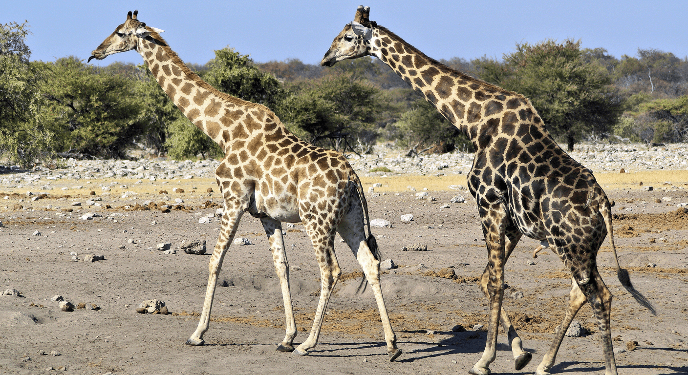 Monarto Safari Park: Africa's Plains an Hour From Adelaide