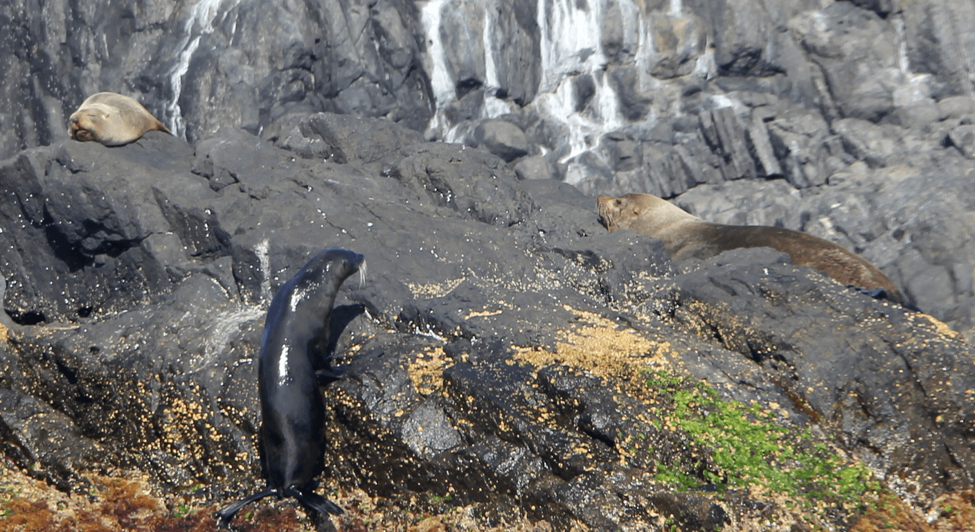 Snorkelling with Fur Seals at Montague Island, NSW