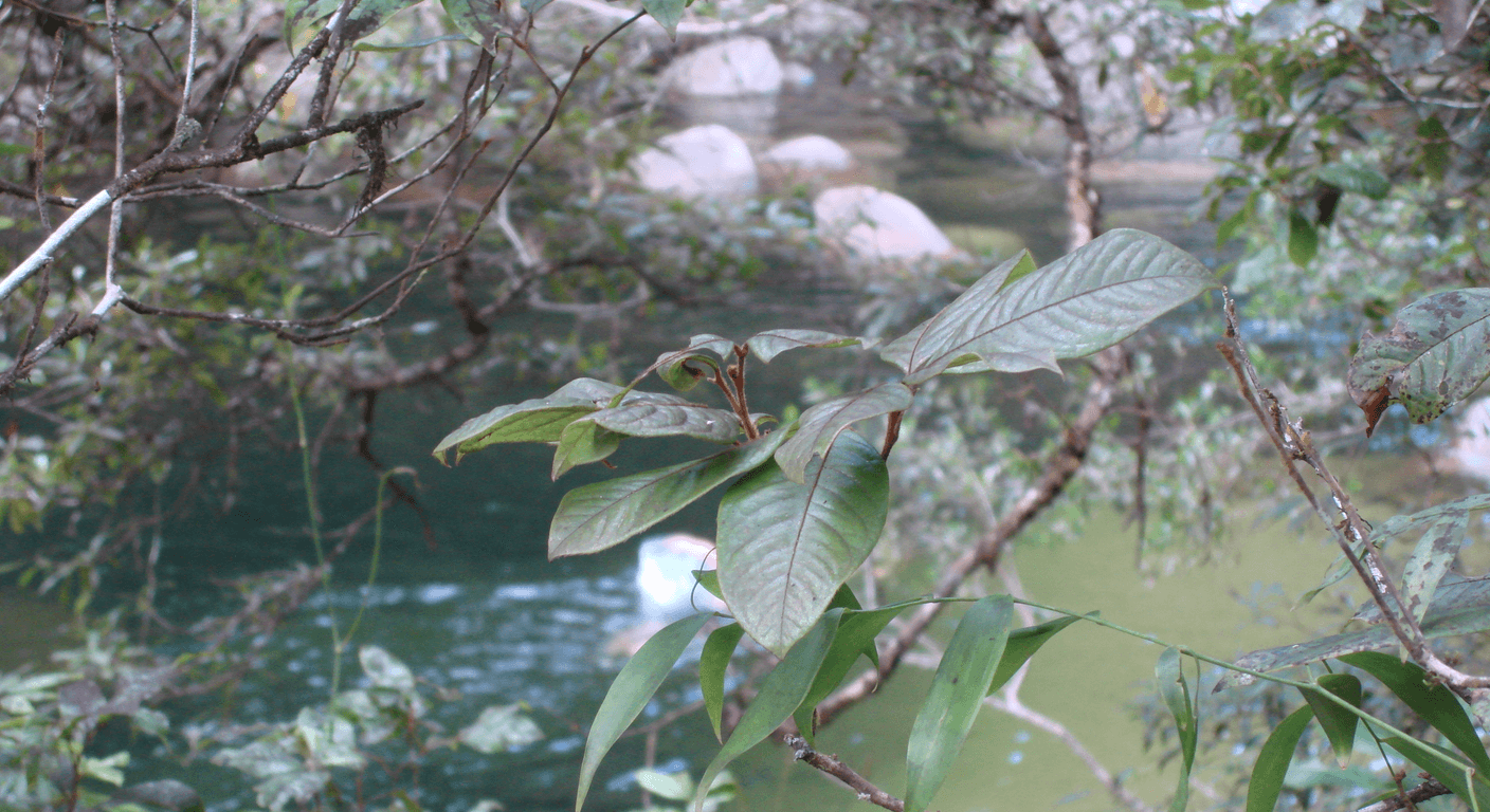 Mossman Gorge: Rainforest Boardwalks and Kuku Yalanji Culture