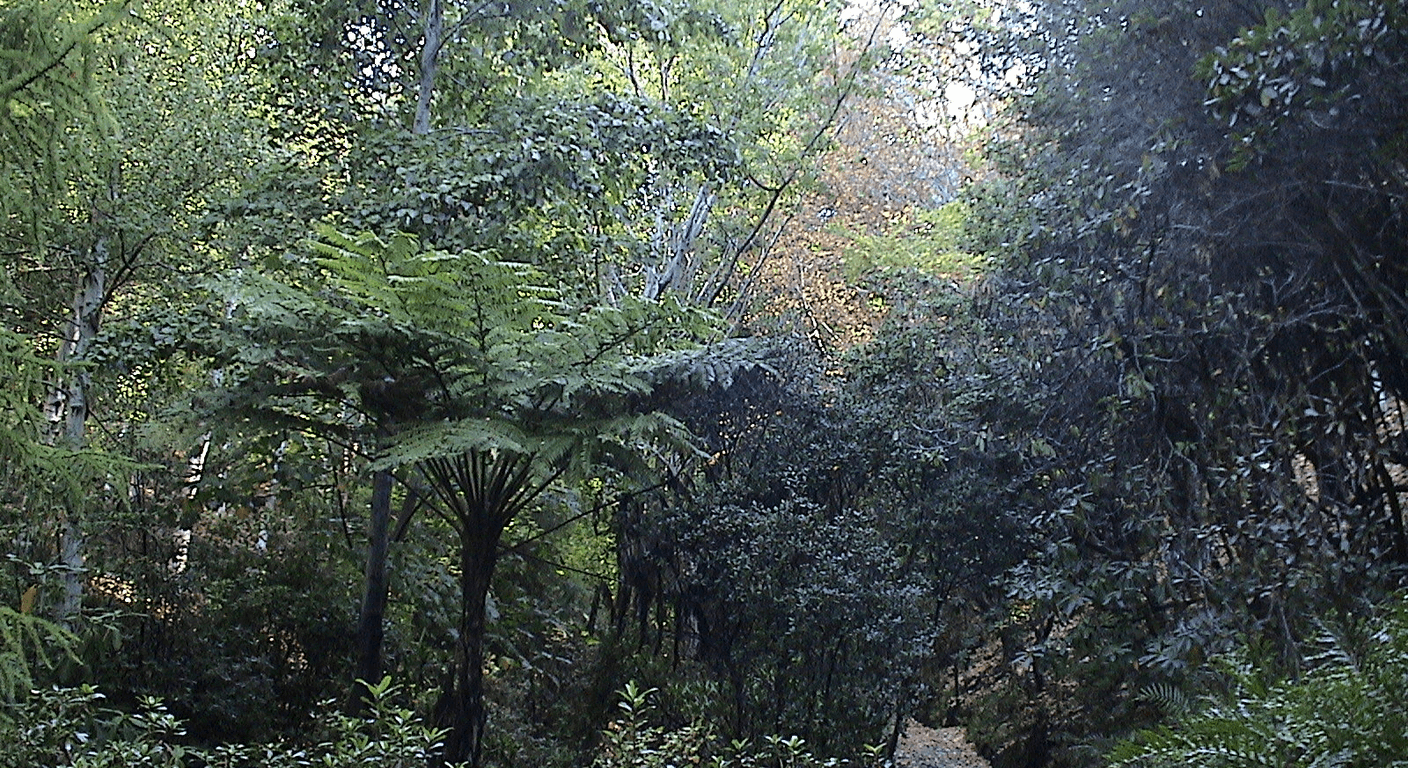 Mount Lofty Botanic Garden: Autumn Colour and Cool-Climate Calm for Over-50s