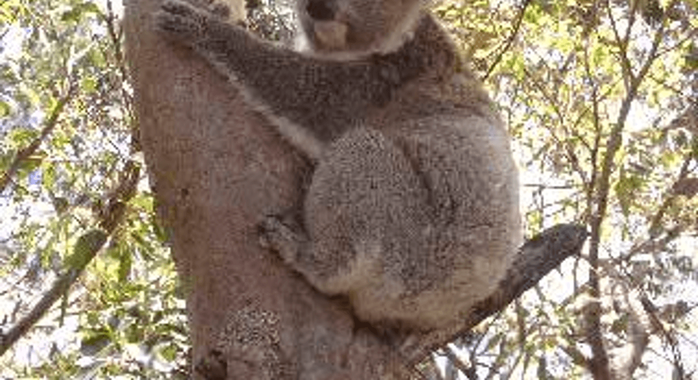 Narrandera's Flora and Fauna Reserve: Koalas Beside the Murrumbidgee