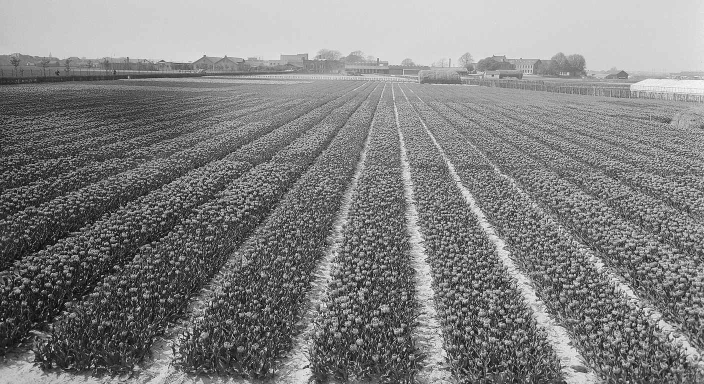 The Netherlands' Bulb Region Beyond the Keukenhof Crowds