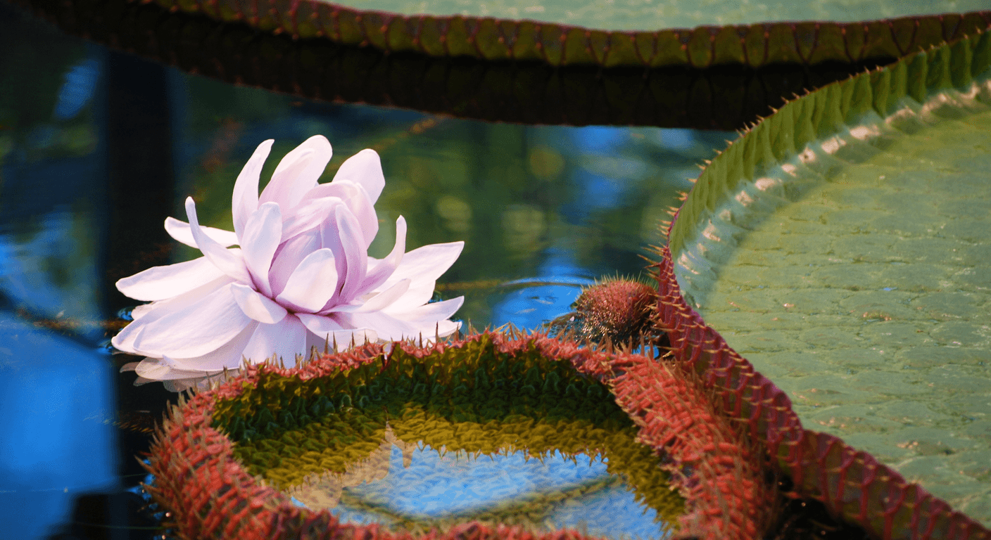 Victorian Open Gardens You Can Actually Visit