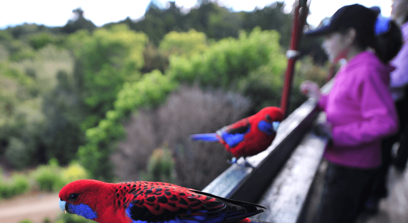 O'Reilly's and Lamington National Park: A Rainforest Retreat Stay