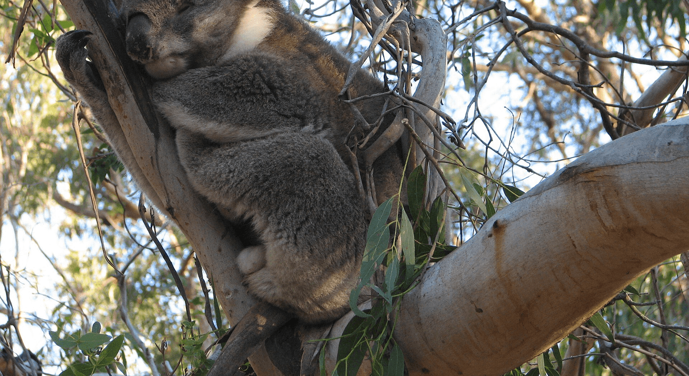 Phillip Island Beyond the Penguins: Koalas, Capes and Coast
