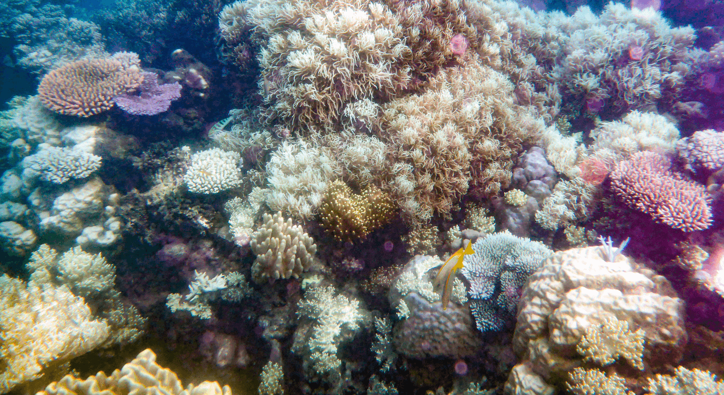 Reef Tours: The Case for Honest Accessibility Grading