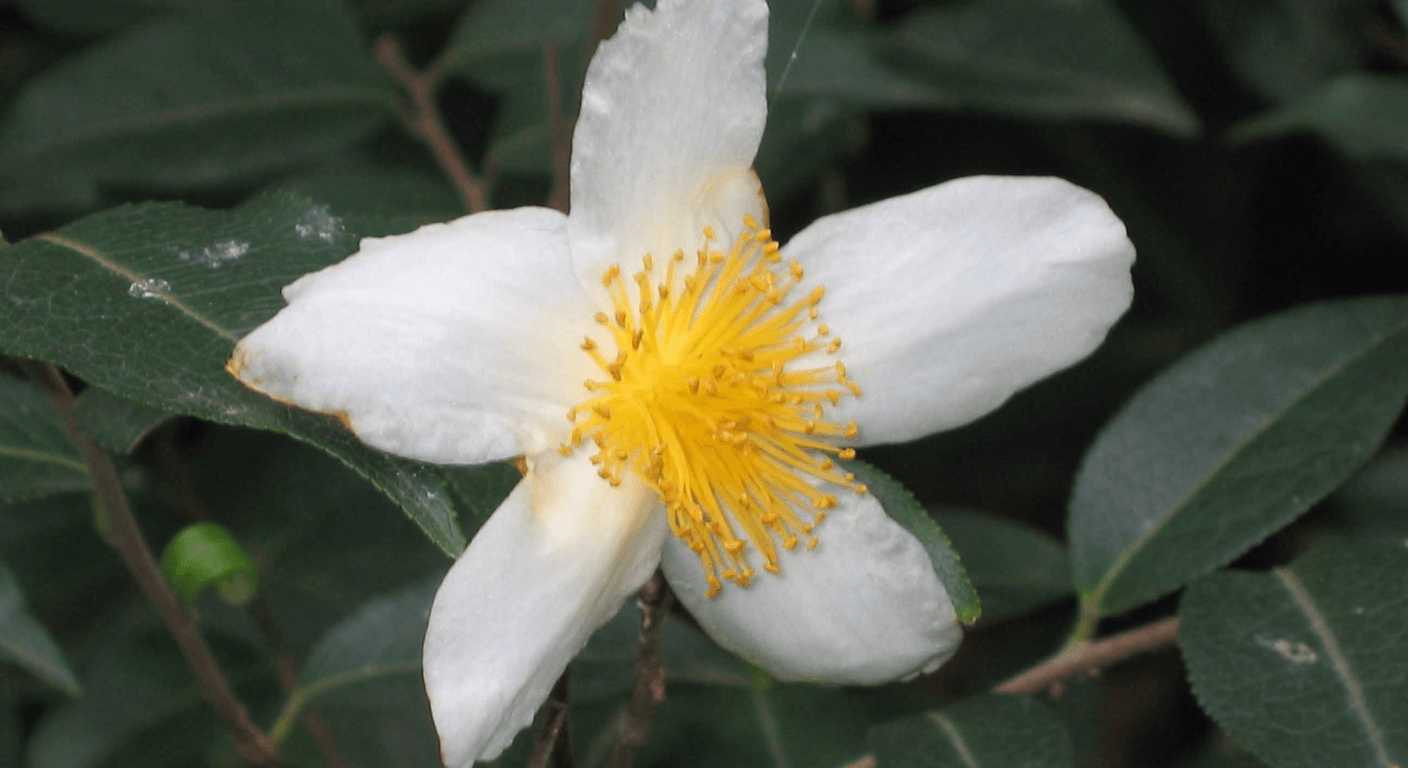 The Royal Botanic Gardens in Winter: A Quiet, Free Walk