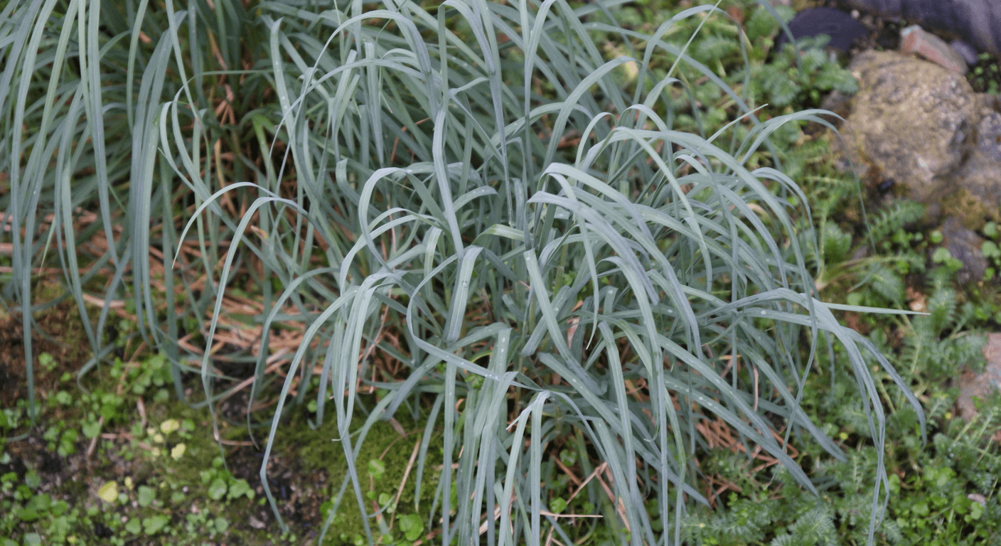 Royal Tasmanian Botanical Gardens: Hobart's Free Green Half-Day