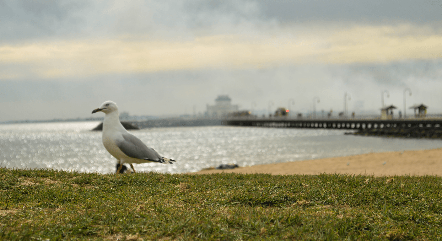 St Kilda: Foreshore, Cake Shops and the Little Penguins