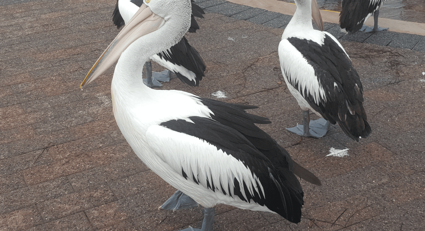 The Entrance's Pelican Feeding: A Free Daily Ritual at Memorial Park