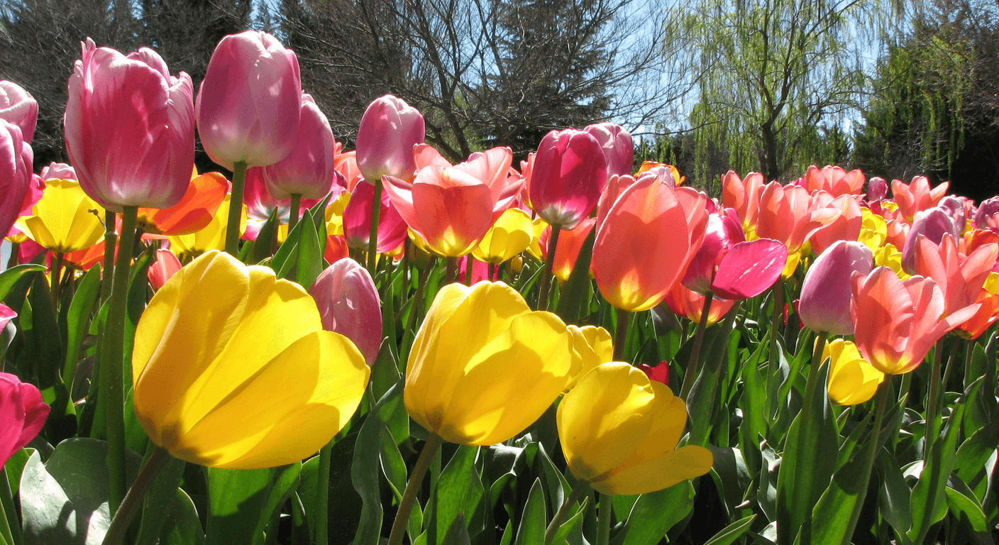 Tulip Top Gardens at Sutton: Spring Colour Without Floriade's Crowds