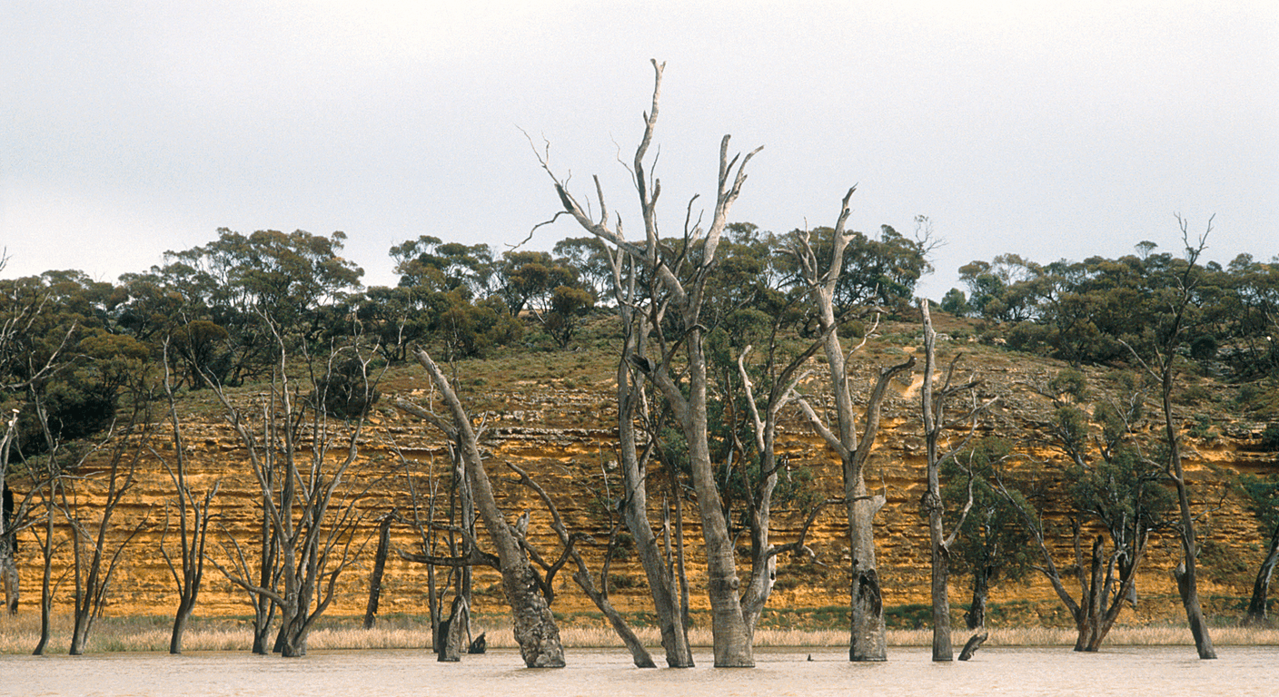 Waikerie: Silo Art, Free Ferries and Citrus Country on the Murray