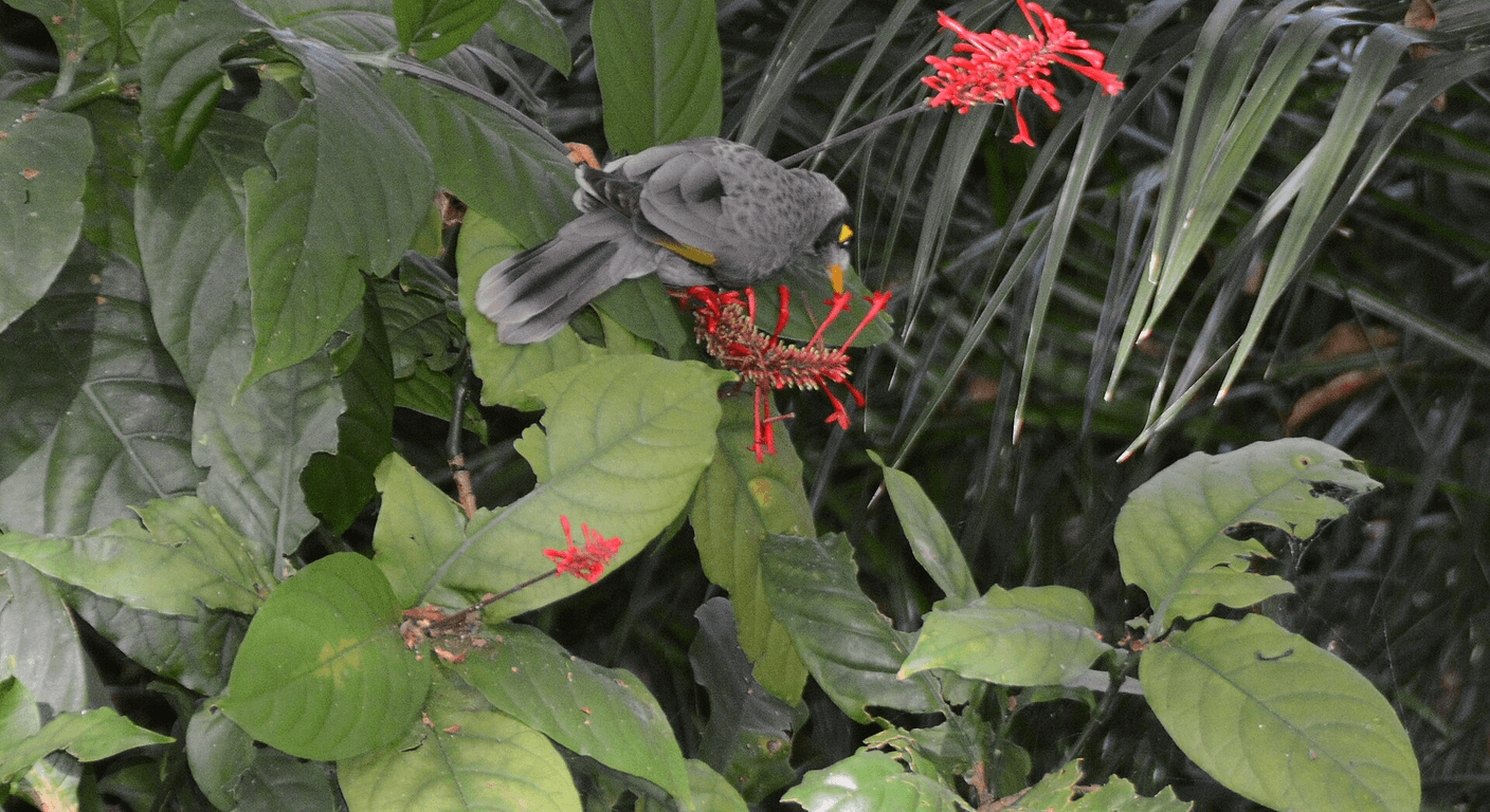 Wendy Whiteley's Secret Garden and Lavender Bay Stroll