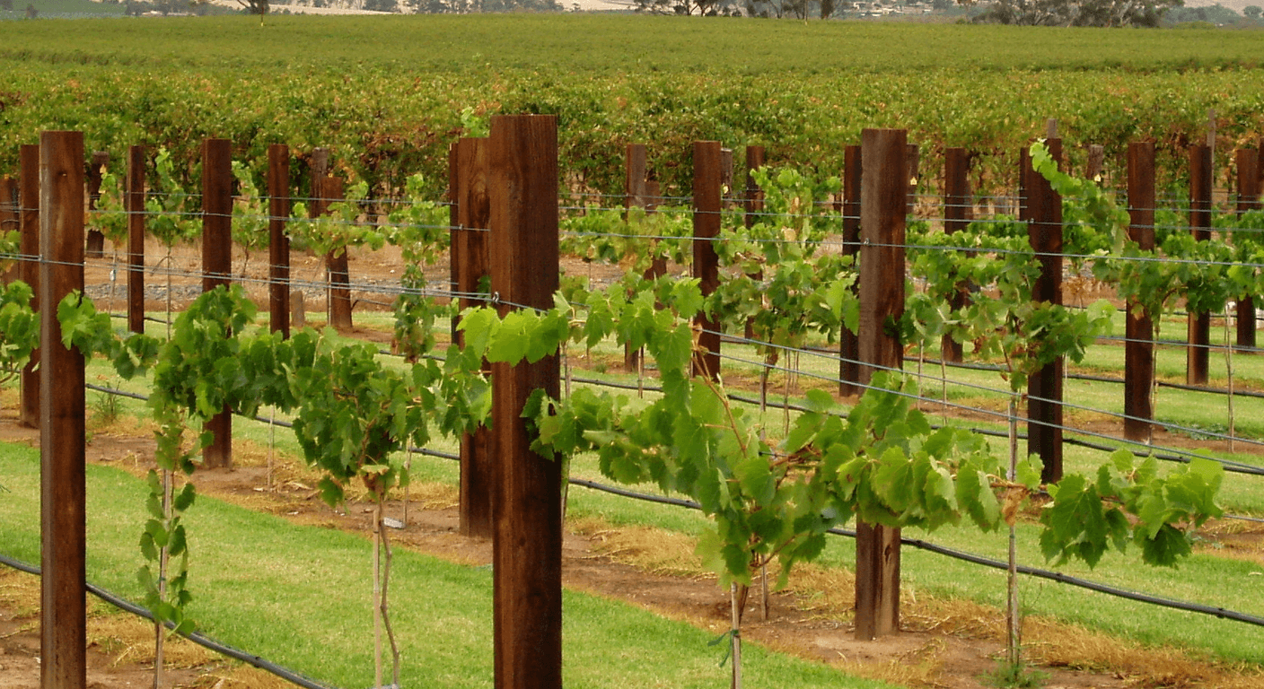 Winery Clubs: Free Tastings, Member Releases, Harvest Lunches