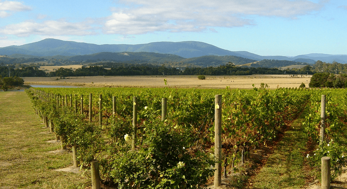 Yarra Valley in Winter: A Quiet Cellar Door Lunch