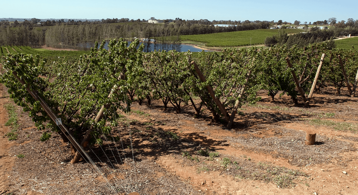 Young in Cherry Season: Orchards, History and the National Cherry Festival