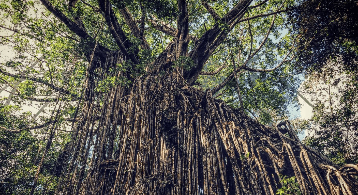 Yungaburra: Curtain Fig, Platypus and a Heritage Village